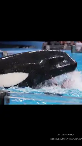 #jessicaiskandar #ORCA #acuario #vilking 