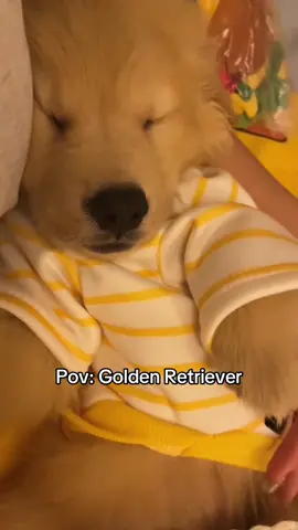Golden Retriever 🤣❤️ #goldenretriever #golden #goldenretrieverlife #dogsoftiktok #puppy 
