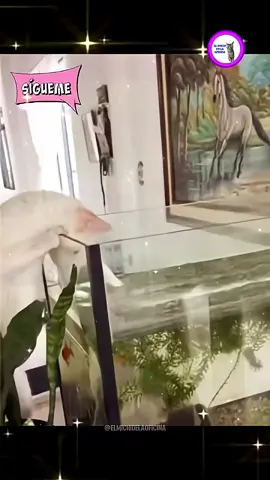 #miauricio🐱 #🤣🤣🤣 #gatitos❤️😺 #pecesitos🐟🐠😍 