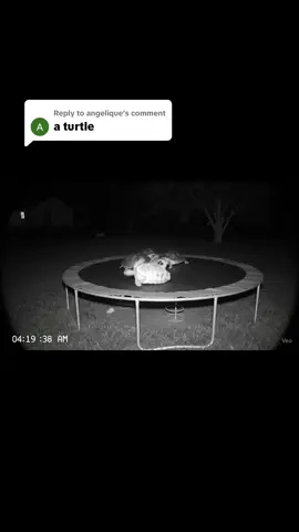 Replying to @angelique WATCH THIS TURTLE GO CRAZY!! #turtle #turtlesoftiktok #turtles #fyp 