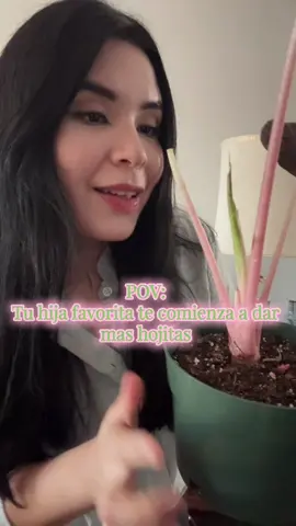 Las Alocacias más bonitas las tenemos en Enchanted Roots 🌿🧚🏻‍♂️ Esta hermosura es una ALOCACIA PINK DRAGON 🪷💕  ✨Visita nuestras redes sociales y descubre lo que tenemos disponible para ti ✨ FB: EnchantedRoots  IG: enchantedroots._  #Plantas #PlantasDeInterior #AmantesDeLasPlantas #alocacias #alocaciapinkdragon #decolorderosa🌸🌸💕💗  #NatureLovers #hadaplantil #ReynosaPlantil🌳 #reynosatiktok #enchantedroots #reynosafollow 