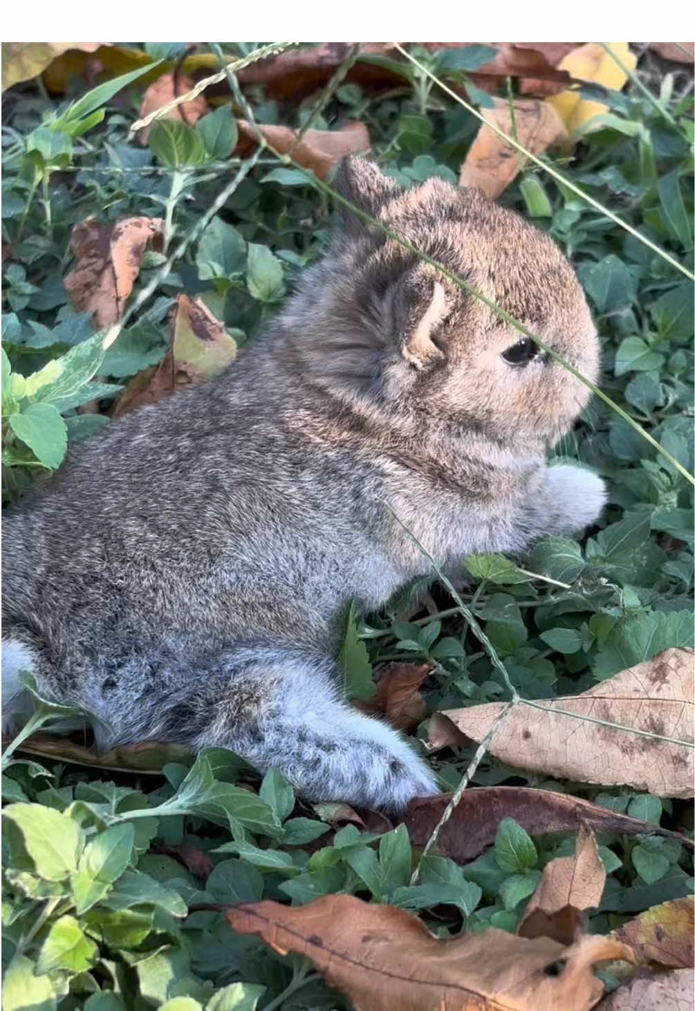 Aren’t they just the cutest? Another beautiful day with the buns ❤️🥰💫 #bunnylove #babybunny #netherlanddwarf #hearttouching #fyp