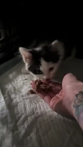 So this one isn’t adjusting as well as the two boys so we’ve been seperated to help with the socializing process. I’ve been hand feeding her so she will really associate food with my smell and it’s working pretty well so far! #rescuekittens #feral #feraltoforever #hissesgetkisses #feraltofriendly 