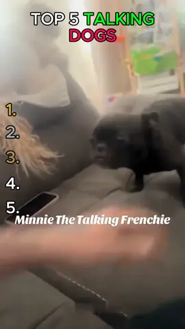 These pups seem like they speak perfect English! 🤣 #fyp #dogsoftiktok #funnydogs #dogs #viral