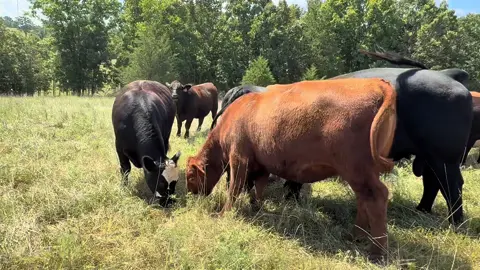 This set is 🔥 #justranchin #bredheifers #southernmo #drover 