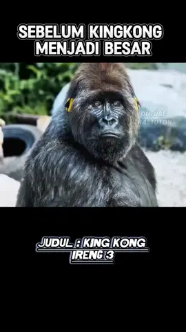 Gorila ini ingin bebas keluar Durasi: 00:01:00