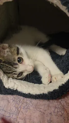 cutie patootie❤️ I love my job #notmykitty #muffins #ilovemyjob 