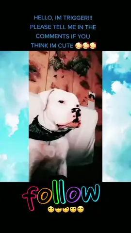#fyp #petlovers #dogsoftiktok #viralvideo #triggersings 