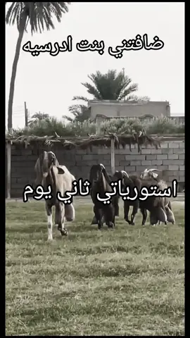 😂😂🫵🏻#بوترابه #ساحل #طلميثه #الشعب_الصيني_ماله_حل😂😂 