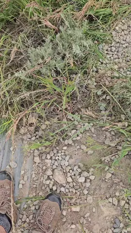 see the craziest things hiking in Montana and No i wasnt driving! no one was hurt in the making of this TikTok  #jet2holiday 