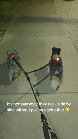 Have two dogs? This leash is a MUST. They don't always walk so politely 😂  #creatorsearchinsights #dogsoftiktokviral #dualleash #nightwalk 