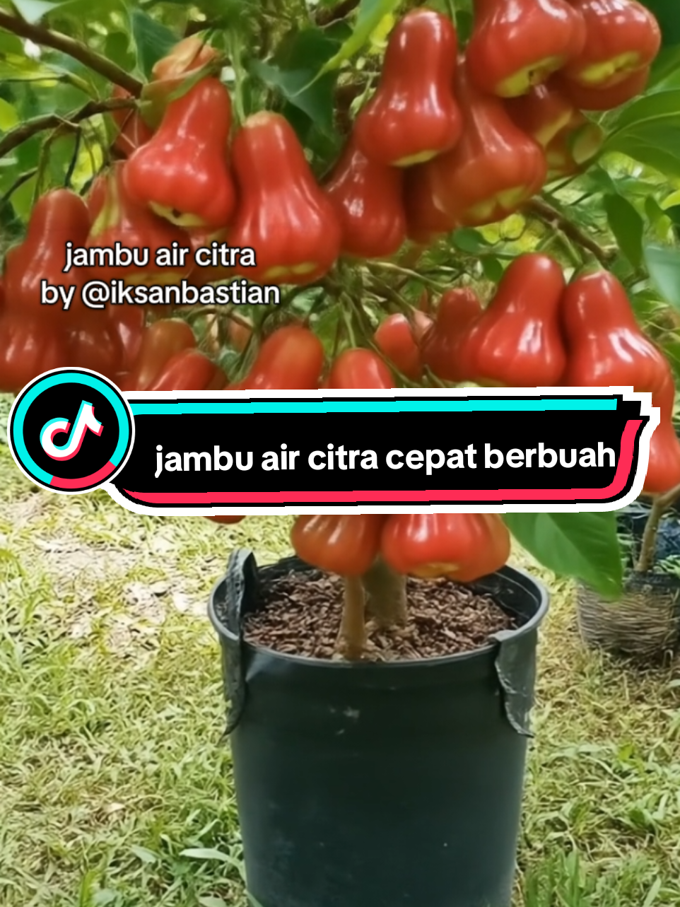 jambu air citra cepat berbuah 🥰🥰🥰 #berkebun #gajiansale #foryourpage #modalkontendoang #promoguncang88 #buah #fyp 