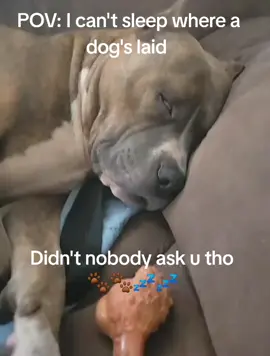 #pitbullsoftiktok #bulliesoftikitok #dogsoftiktok 