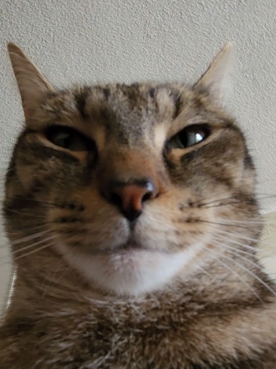 wvery morning he sits on my lap purring making biscuits  #cutecat #catsoftiktok #catpurring 