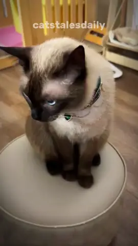 You're hurting your cat without realizing it if you do these four things. Most of us probably do the last one. #cat #catlover #catsoftiktok #facts 