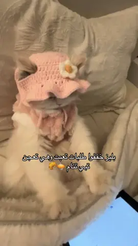 #قطط #cat #حيوانات_اليفة #الشعب_الصيني_ماله_حل😂😂 #قطه #قطط_لطيفة #قططي #cats #هاشتاقات_تيك_توك_العرب #مالي_خلق_احط_هاشتاقات #ترند #مالي_خلق_احط_هاشتاقات🧢 #catlover 