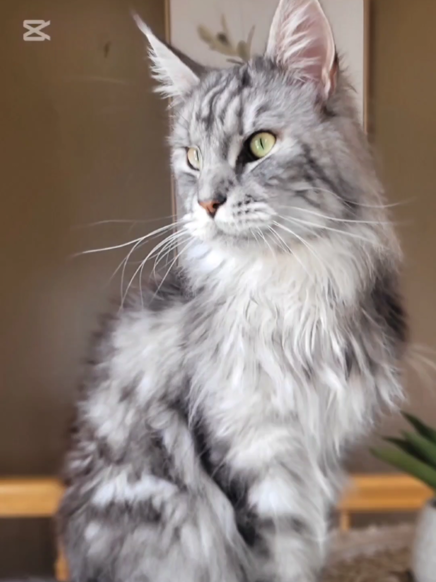 #mainecooncatlovers #mainecoon #fyp #pourtoi 
