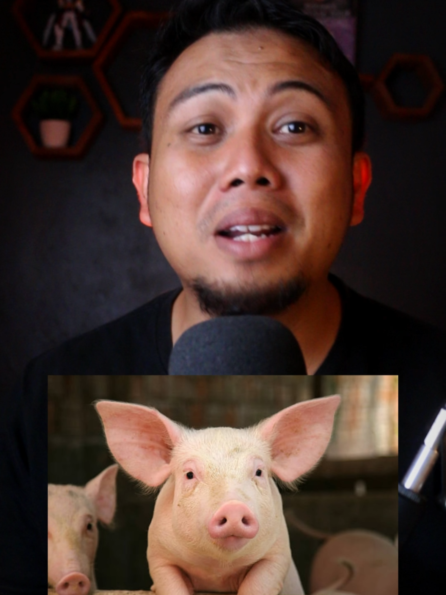 Babi Dan Manusia Siapa Lebih Berlemak?#shorts #shortsvideos #tiktok #faktapopuler #fyp #sains