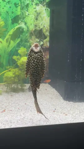the next pararotti? #pleco 🎶