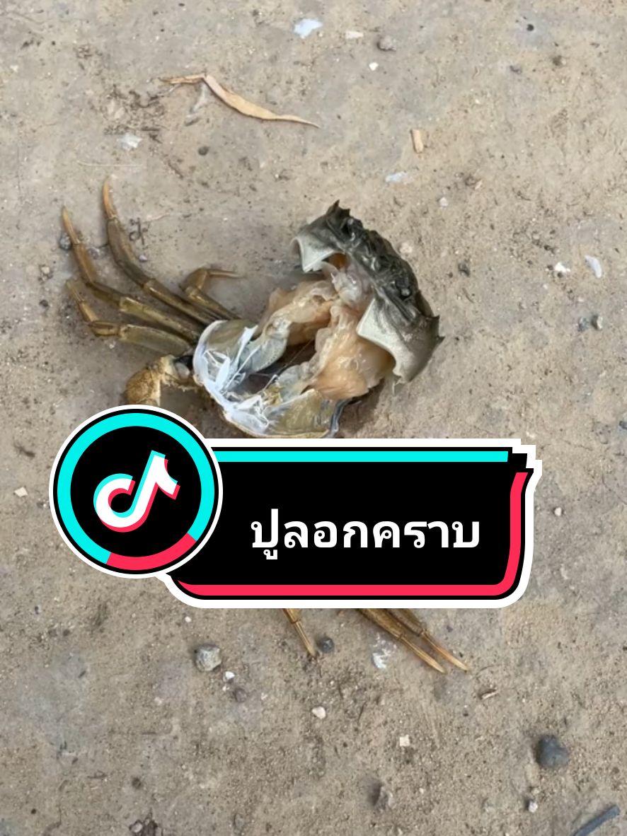 #ปูลอกคราบ #ปูนิ่ม #ปูทะเล 