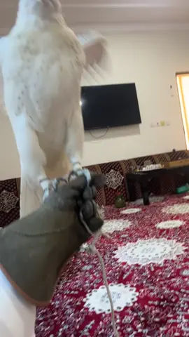 #بيور #جير #نوفا 
