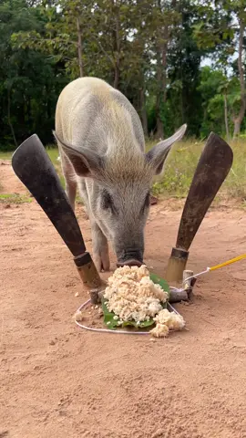 Amazing wild boar pig trap ever #pigtrap #shortvideo#wildboar#wildboartrap 