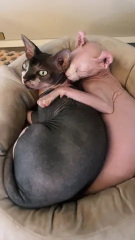 How did I get here?!  #sphynxcat #sphynxoftiktok #sphynx #cats #catsoftiktok 