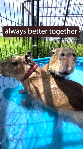 Capys know the secret to a happy life: stick together, share everything, and love big. 🐾❤️👯‍♂️ Whether it’s snacks, naps, or pool time—life’s just better with friends. Because friendship isn’t just cute—it’s everything. happycapys.org  #happycapys #CapyFriends #BetterTogether #SharingIsCaring #FriendsForLife 