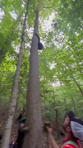 Bear chase down • • #fyp #animals #bear #dog #funny