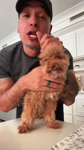 His name is panchito 😂 #labubu #24kgold #poodle #realgold #laaabubuuuu #fypviral #puppytok 