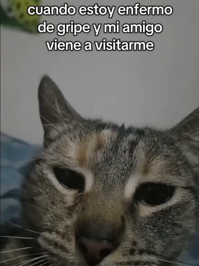 dicen que soy muy exagerado 🤒💀🗣 #duo #fyp #viralvideos #viral_video #viralditiktok #goviral #cat #foru #dúo #grow #greenscreen #makeup #tiktokviral #fypp #edit #anime #illu #loveyou #VoiceEffects #video #explore #foryou #mascotas #gatos #cat #foryoupagе 