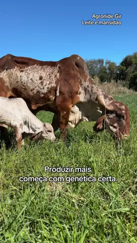 Agronide — onde a genética vira resultado. #Agro #Pecuária #AgroBrasil #vidanocampo 
