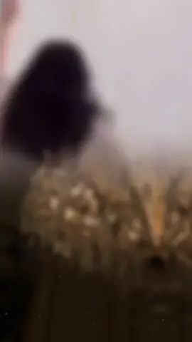 عم الفرح في دارنا.. .. شيلات فهد المسيعيد ... اطلبي شيلتك بصوت منشدك المفضل تنفيذ بالاسماء بنفس الصوت للطلب 0559292740او من خارج المملكة 0096655929274