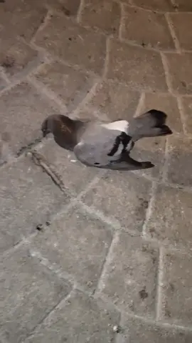 #hopecore #pigeon #brainrot #fyp 