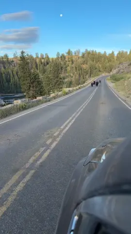 A small group of bison cruising by on the road through Yellowstone's Lamar Canyon. Volume up. #wildlife #yellowstone #yellowstonenationalpark #bison 