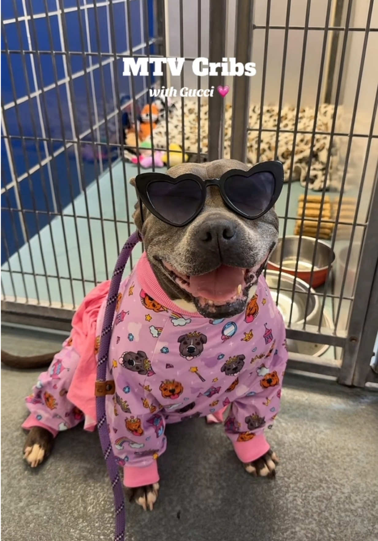 She was born for fame! Gucci A2026677 Spayed female HW+ 6YR 46lbs Pjs from @toothandhoney save with code BRI10 💗 📌 Please contact BARC if you are local and can help! Neither BARC nor I can assist out of state adoption or foster offers. I am NOT the shelter. 💌 𝗔𝗹𝗹 𝗵𝗼𝗹𝗱𝘀 𝗠𝗨𝗦𝗧 𝗯𝗲 𝗶𝗻 𝘄𝗿𝗶𝘁𝗶𝗻𝗴, 𝘀𝗼 𝗽𝗹𝗲𝗮𝘀𝗲 𝗱𝗼 𝗻𝗼𝘁 𝗖𝗮𝗹𝗹. 𝗜𝗳 𝗟𝗼𝗰𝗮𝗹 𝗮𝗻𝗱 𝗶𝗻𝘁𝗲𝗿𝗲𝘀𝘁𝗲𝗱 𝗶𝗻 𝗙𝗼𝘀𝘁𝗲𝗿𝗶𝗻𝗴 𝗼𝗿 𝗔𝗱𝗼𝗽𝘁𝗶𝗼𝗻, 𝗲𝗺𝗮𝗶𝗹 𝗮𝗹𝗹 𝗯𝗲𝗹𝗼𝘄:  barcfoster@houstontx.gov barcadoptions@houstontx.gov BARC.Aid@houstontx.gov 𝐏𝐥𝐞𝐚𝐬𝐞 𝐮𝐬𝐞 𝐭𝐡𝐞 𝐚𝐧𝐢𝗺𝐚𝐥’𝐬 𝐬𝐞𝐯𝐞𝐧 𝐝𝐢𝐠𝐢𝐭 𝐈𝐃 𝐧𝐮𝗺𝐛𝐞𝐫 𝐰𝐡𝐞𝐧 𝐜𝗼𝐧𝐭𝐚𝐜𝐭𝐢𝐧𝐠 𝐭𝐡𝐞 𝐬𝐡𝐞𝐥𝐭𝐞𝐫. 📍BARC Animal Shelter  3200 Carr St Houston, TX 77026 www.houstontx.gov #gucci #adoptme #kimkardashian #shelterdog #rescuedog