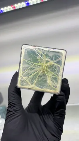 Thriving culture in agar medium with nutrients. #tissueculture #plantscience #science #micropropagation 