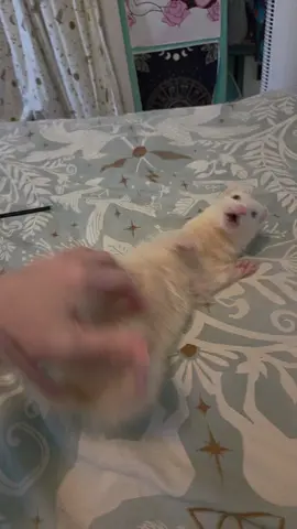 Nugget full on threw a tantrum! 💖🌶🍗 #ferret #ferrets #wholesome 