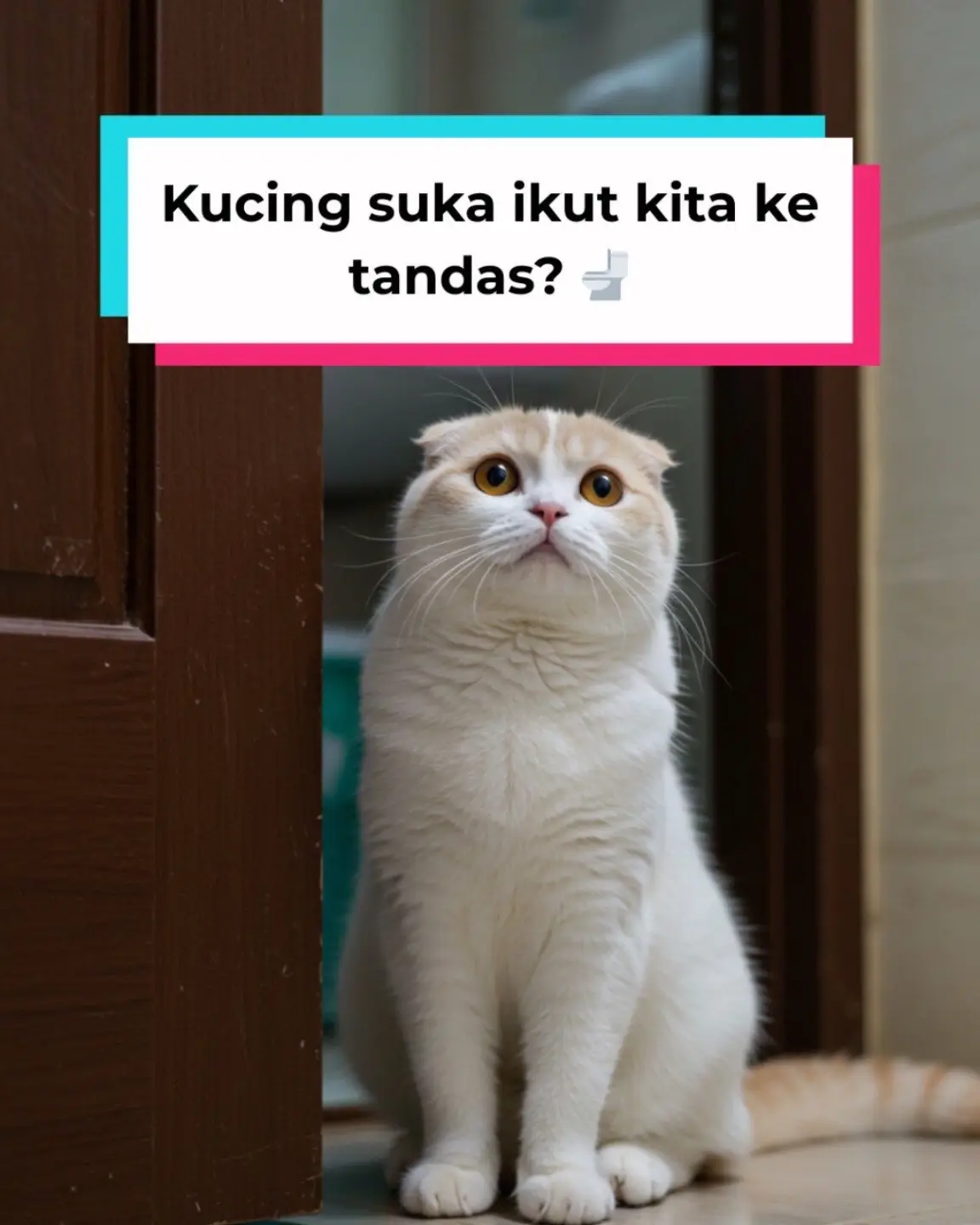 Pernah tak rasa macam ada “bodyguard” berbulu setiap kali masuk tandas? 😹 Sebenarnya, kucing ikut kita sebab gabungan rasa ingin tahu, naluri melindungi, dan nak sentiasa dekat dengan kita. Bunyi air, pintu tertutup, dan ruang kecil buat mereka lagi tertarik. Kadang, mereka cuma nak perhatian atau rasa selamat bila bersama kita. Kalau kucing anda pun macam ni, save post ni & follow untuk lagi banyak fakta kucing menarik! #kucingmalaysia #kucinglucu #kucingtiktok #nutracat #kucing