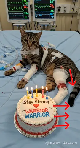 #catsoftiktok #cat #sadcat #cats 