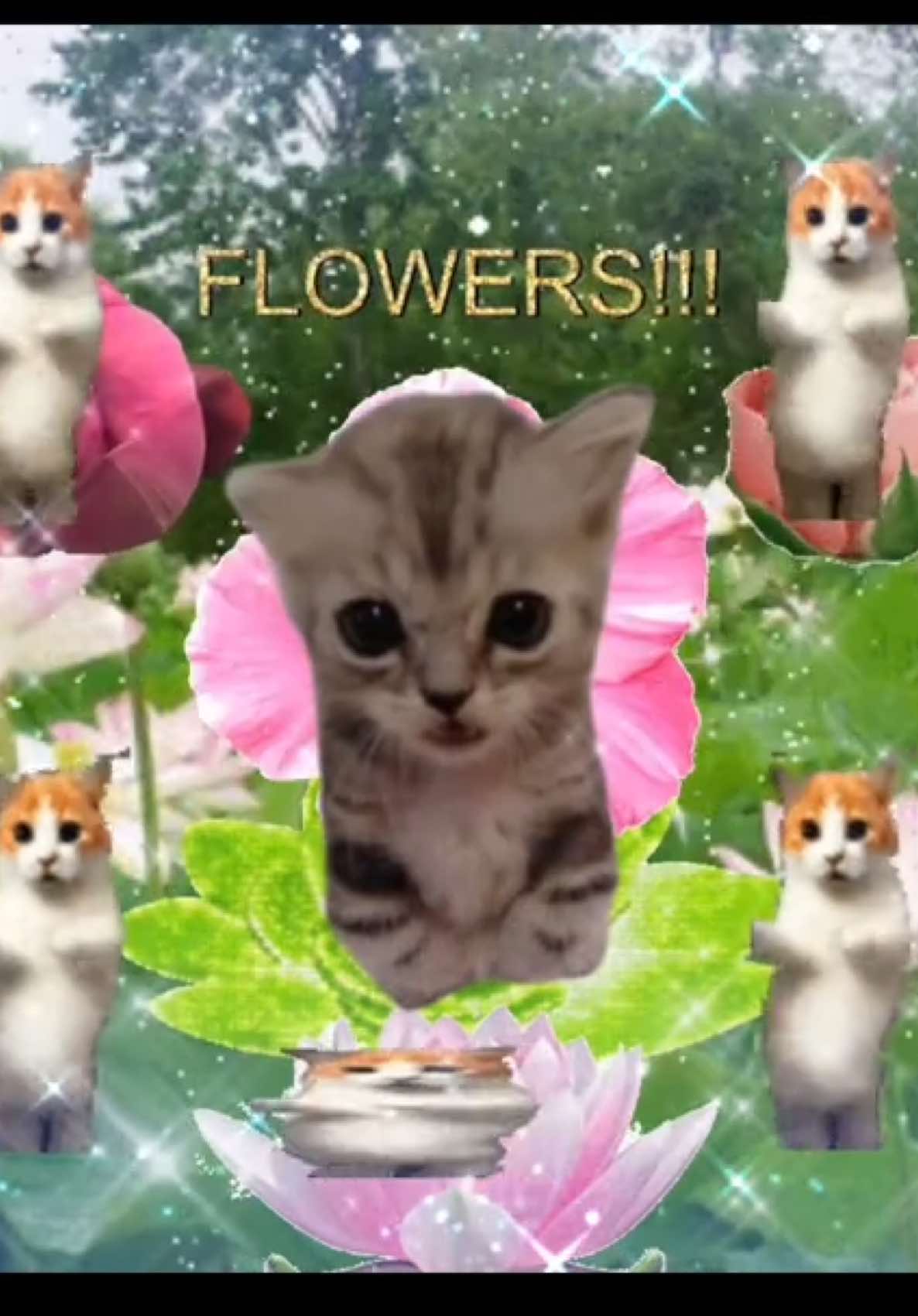 flowers!!! #sillycat #viralcat #catlover #catsoftiktok #jollytok 
