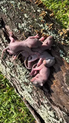 Nature is amazing! #squirrels #squirrelsoftiktok #nature #fyp #