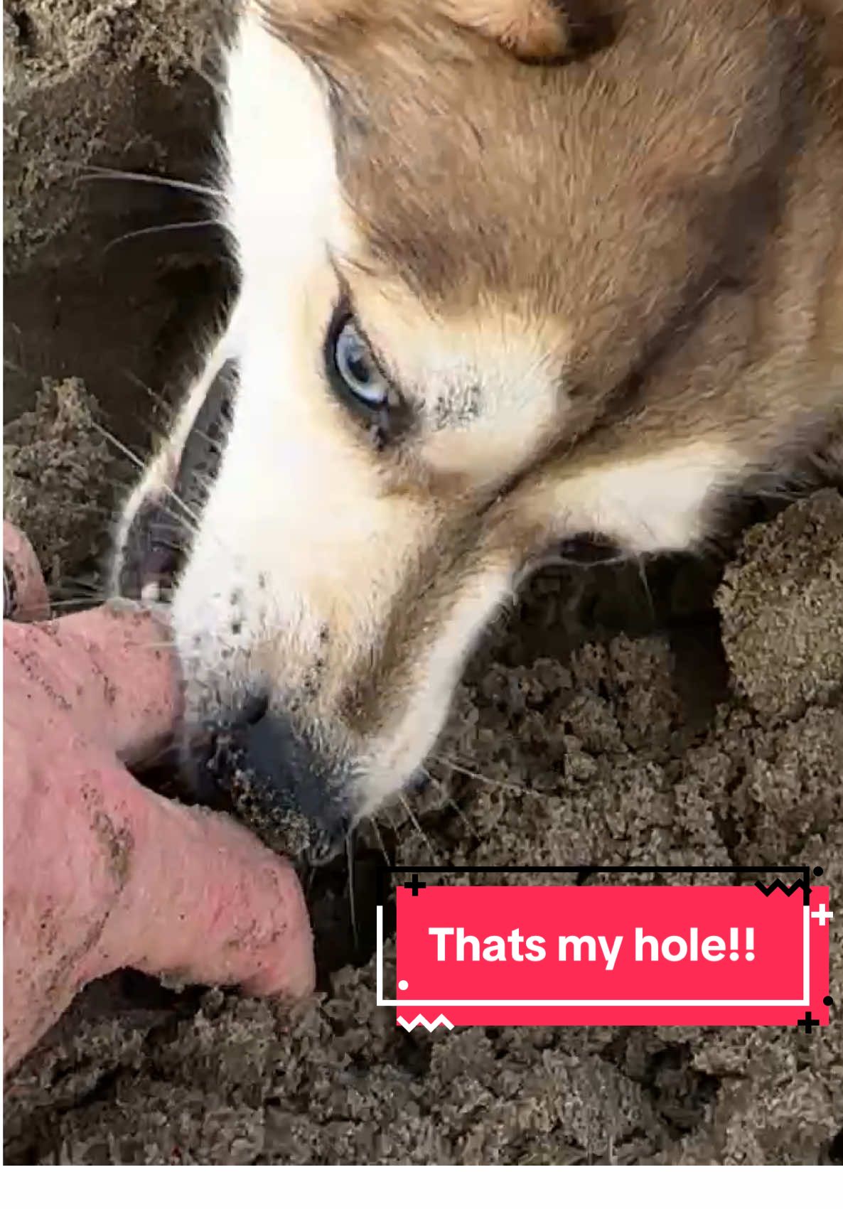 I never get a hole to dig ever.#Dog #pomsky #puppiesoftiktok #beachlife #FYP 
