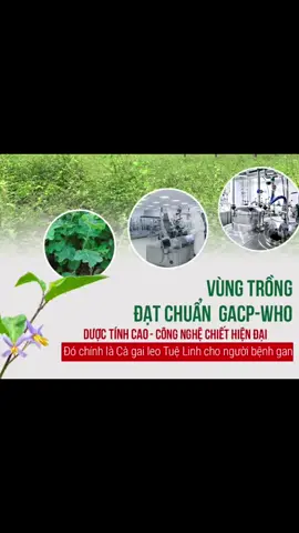 Viêm Gan B mạn tính - Nguy hiểm âm thầm!#gantuelinh #giaidocgantuelinh #giaidocgantuelinhplus #viemgan #benhgan             