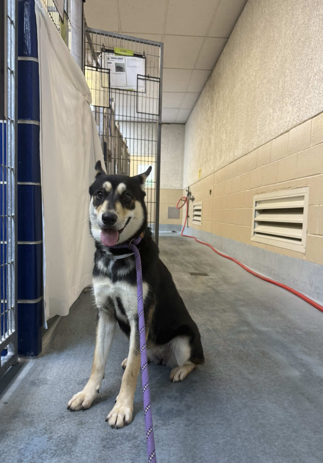 Update: Safe with a foster! ❤️ — 🚨Ruby will be euthanized Thursday 8/14🚨  Rubys just a scared puppy. Only nine months old and in this loud shelter with no one to turn to. I know she’ll open up once she’s in a home but right now she’s frozen in fear and wants out! •Questions? Check the FAQ on my highlights  •ID: #A2026939    •Intake: stray  •female •9M •50lbs •Heartworm negative   •shep mix Please be aware that all euth dogs need a hold by 1PM. If you want to help, please be proactive do not wait! If you're interested in a pet and live out of state, I encourage you to reach out to your local rescues to see if they pull from Texas shelters. 🛑 Before you comment something unkind, please understand this: I receive the euthanasia list from the shelter between 1–3PM, and the deadline to save the listed dogs is 1PM the following day. This timing is completely out of my control. I can’t take every dog home or hold any dog for anyone for any period of time, I already have several dogs and fosters in my care. 📌 Please contact BARC if you are local and can help! Neither BARC nor I can assist out of state adoption or foster offers. I am NOT the shelter. 💌 𝗔𝗹𝗹 𝗵𝗼𝗹𝗱𝘀 𝗠𝗨𝗦𝗧 𝗯𝗲 𝗶𝗻 𝘄𝗿𝗶𝘁𝗶𝗻𝗴, 𝘀𝗼 𝗽𝗹𝗲𝗮𝘀𝗲 𝗱𝗼 𝗻𝗼𝘁 𝗖𝗮𝗹𝗹. 𝗜𝗳 𝗟𝗼𝗰𝗮𝗹 𝗮𝗻𝗱 𝗶𝗻𝘁𝗲𝗿𝗲𝘀𝘁𝗲𝗱 𝗶𝗻 𝗙𝗼𝘀𝘁𝗲𝗿𝗶𝗻𝗴 𝗼𝗿 𝗔𝗱𝗼𝗽𝘁𝗶𝗼𝗻, 𝗲𝗺𝗮𝗶𝗹 𝗮𝗹𝗹 𝗯𝗲𝗹𝗼𝘄:  barcfoster@houstontx.gov barcadoptions@houstontx.gov BARC.Aid@houstontx.gov 𝐏𝐥𝐞𝐚𝐬𝐞 𝐮𝐬𝐞 𝐭𝐡𝐞 𝐚𝐧𝐢𝗺𝐚𝐥’𝐬 𝐬𝐞𝐯𝐞𝐧 𝐝𝐢𝐠𝐢𝐭 𝐈𝐃 𝐧𝐮𝗺𝐛𝐞𝐫 𝐰𝐡𝐞𝐧 𝐜𝗼𝐧𝐭𝐚𝐜𝐭𝐢𝐧𝐠 𝐭𝐡𝐞 𝐬𝐡𝐞𝐥𝐭𝐞𝐫. 📍BARC Animal Shelter  3200 Carr St Houston, TX 77026 www.houstontx.gov I am not the shelter and do not decide which animals are placed on the list or what their outcomes will be. I’m just a volunteer networking and advocating for at-risk dogs. The shelter is legally required to accept every animal brought to them regardless of breed, temperament, health, or circumstance. Because intake is so high and space is so limited, there is a daily euthanasia list.