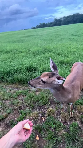 Deer rescue  Deva from 6 years ago! #deva #fawnrescue #fosterfail #wildandfree #loveshermom #bread #viral #fyp 