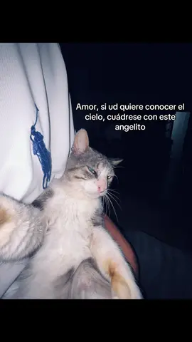 El cielo Bebe #cielo #gatos #gatostiktok #paratiiiiiiiiiiiiiiiiiiiiiiiiiiiiiii #fyp 