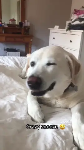 Puppies who caught a cold🤣🐶#tiktok #foryou #funnydog #dog 