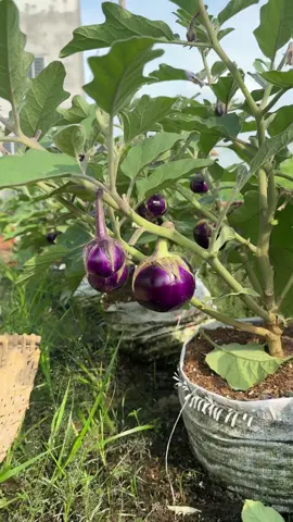 Cà tím Rạng Đông #rangdongseeds #hatgiongrangdong