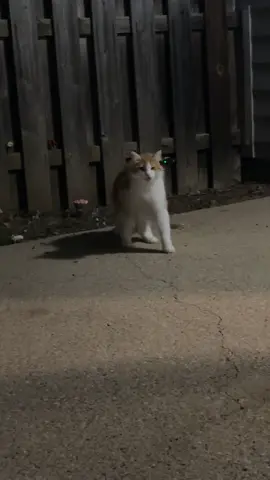Weirf ass new bugs😒 #catsoftiktok #pets #cats #fyp #orangecat 